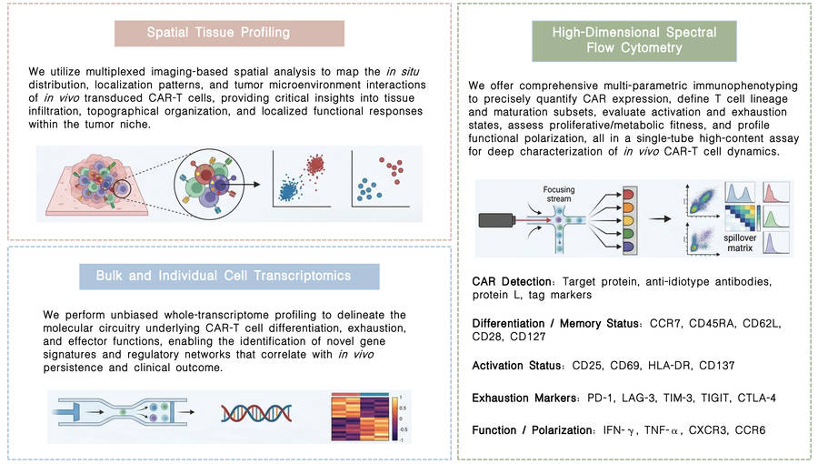 Featured services of in vivo transduced CAR+ T-cell phenotypic & differentiation analysis at Creative Biolabs. (Creative Biolabs Original)