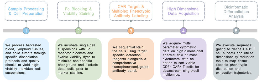 Workflow of in vivo transduced CAR+ T-cell phenotypic & differentiation analysis at Creative Biolabs. (Creative Biolabs Original)