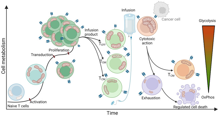 Fig.1 The role of biomarkers is central to predicting CAR T therapy outcomes. (OA Literature)