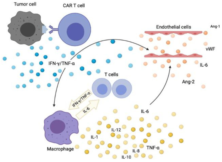 Fig.1 CRS emerges as a consequence of CAR-T cell therapy. (OA Literature)
