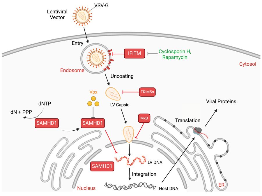 Fig.1 Cellular host restriction factors act upon lentiviral vectors. (OA Literature)