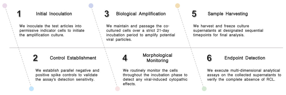Workflow of RCL regulatory compliance assay (VSV-G / Wild-Type) at Creative Biolabs. (Creative Biolabs Original)
