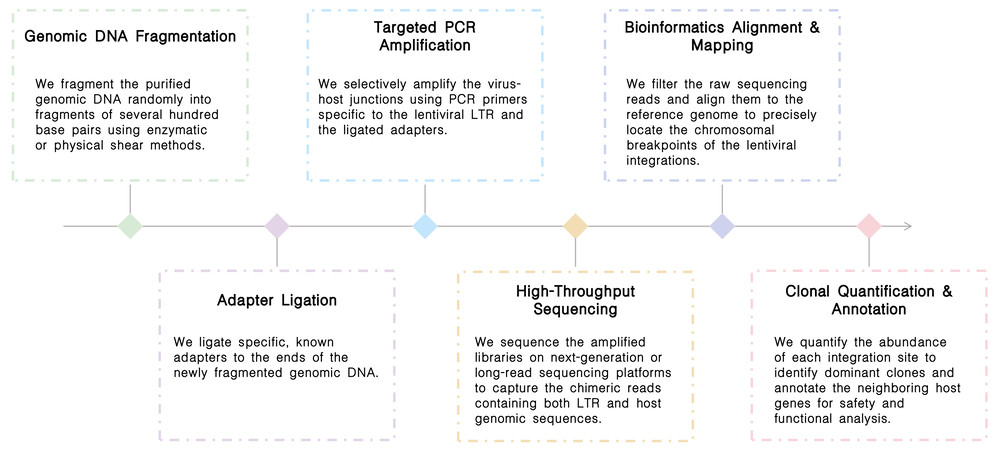 Workflow of RCL regulatory compliance assay (VSV-G / Wild-Type) at Creative Biolabs. (Creative Biolabs Original)