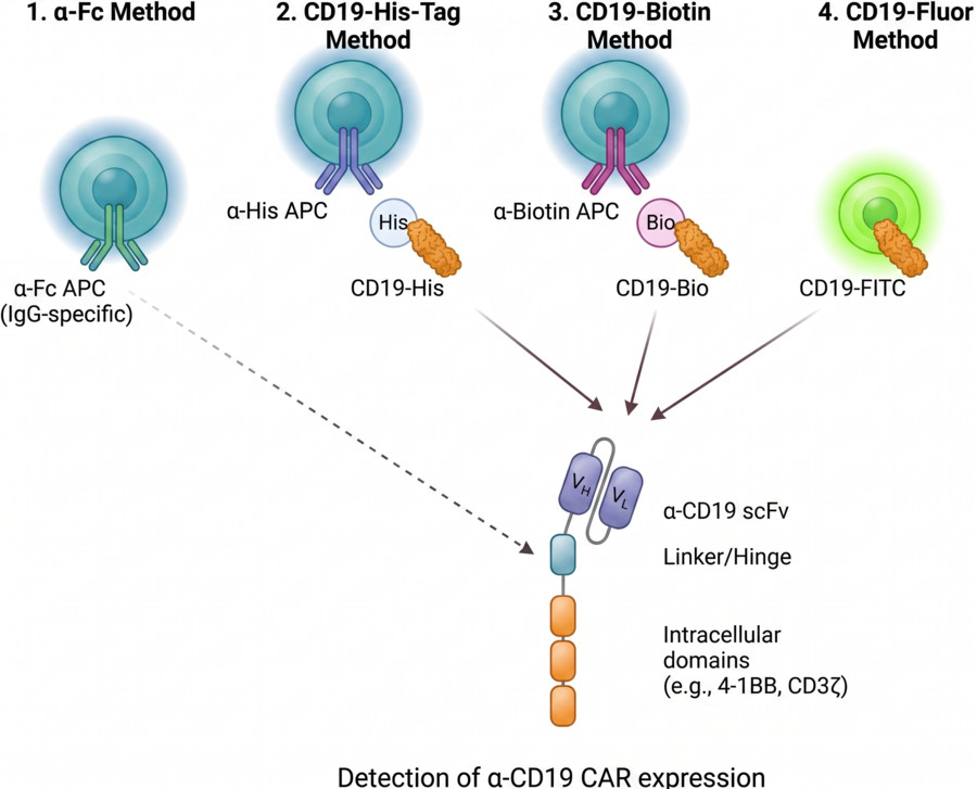 Fig.1 Methodologies for chimeric antigen receptor (CAR) measurement. (AI-generated)