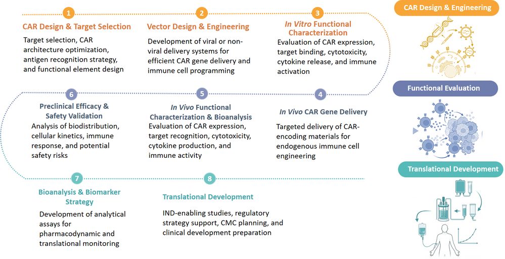 Workflow of In Vivo CAR-T Engineering. (Creative Biolabs Original)