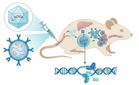 Platform of In Vivo CAR-T Engineering. (Creative Biolabs Original)