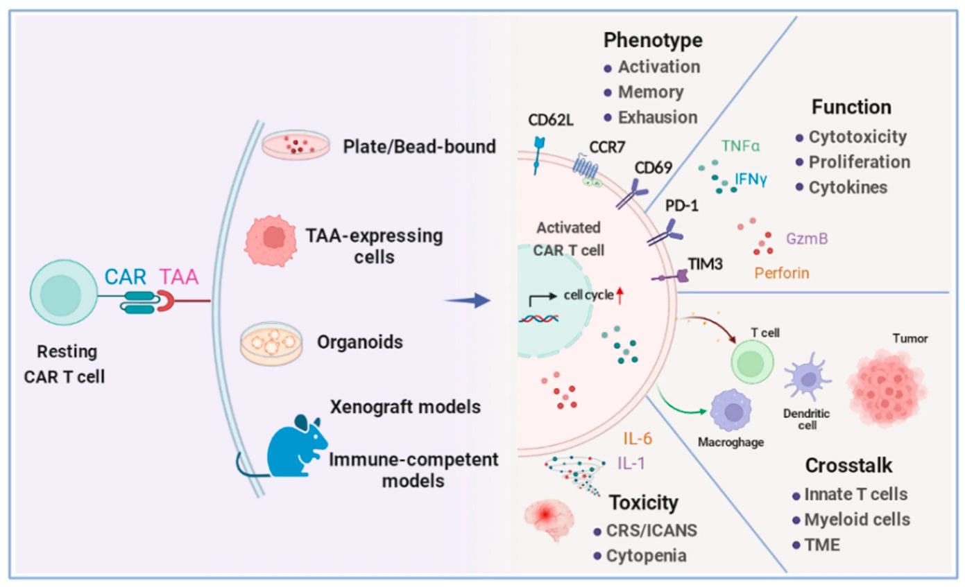 Fig.1 Functional characteristics of CAR T cells. (OA Literature)