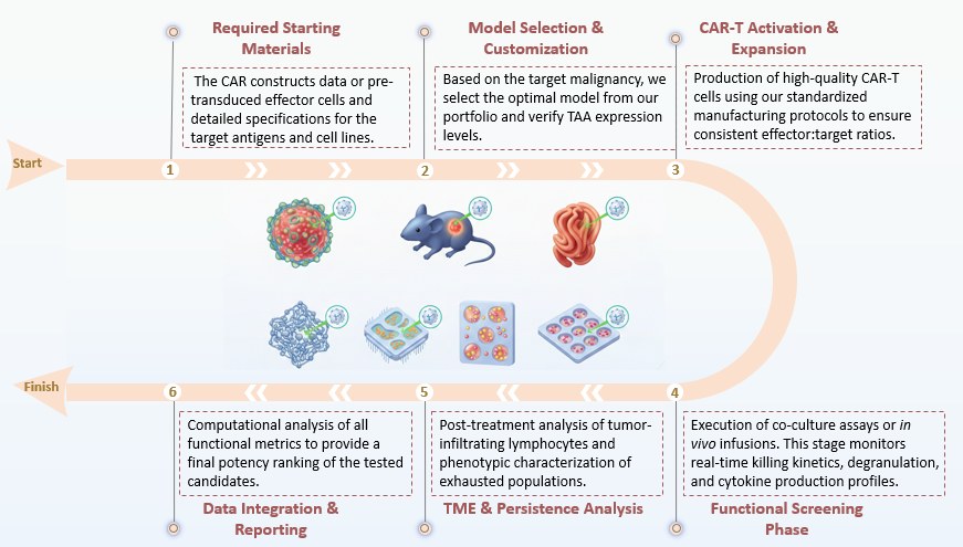 Workflow of Tumor Model Portfolio. (Creative Biolabs Original)