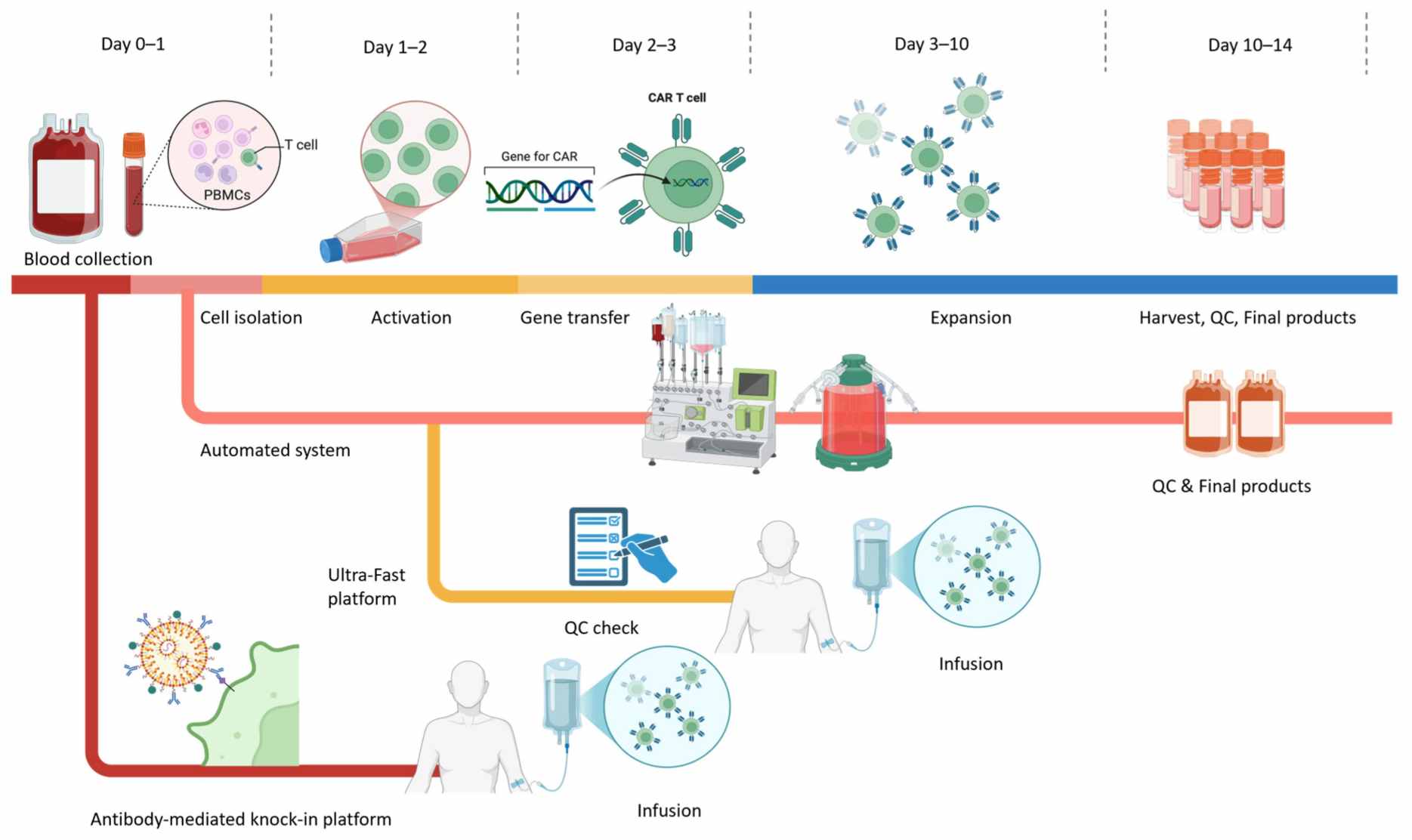Fig.1 CAR-T cell production. (OA Literature)