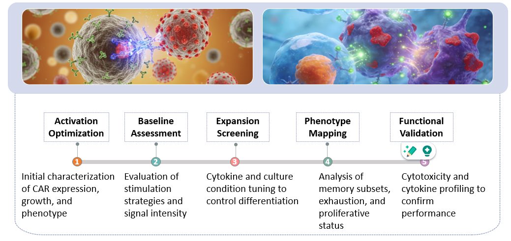 Workflow of CAR-T Cell Activation & Expansion. (Creative Biolabs Original)