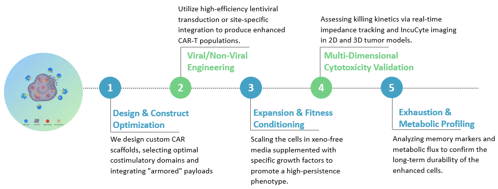 Workflow of CAR-T Cell Tumor Cytotoxicity Enhancement. (Creative Biolabs Original)