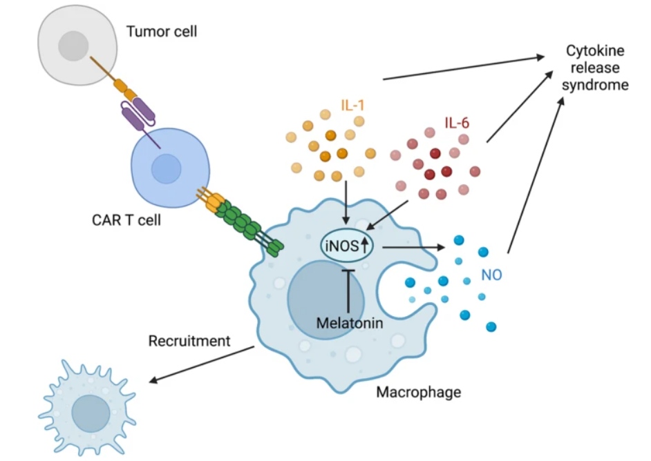 Fig.1 Management of Immunomodulators for CRS in Targeted CAR-T Therapy. (OA Literature)