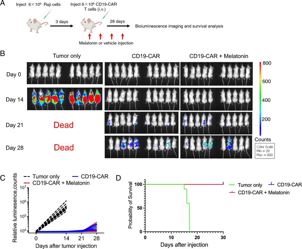 Fig.2 Melatonin supplementation enhances the persistence of CD19 CAR-T cells. (OA Literature)