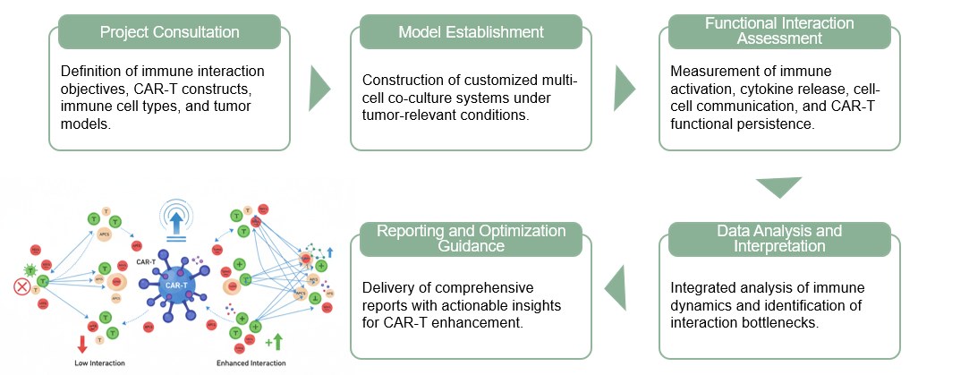Workflow of CAR-T Cell & Immune Cell Interaction Enhancement. (Creative Biolabs Original)