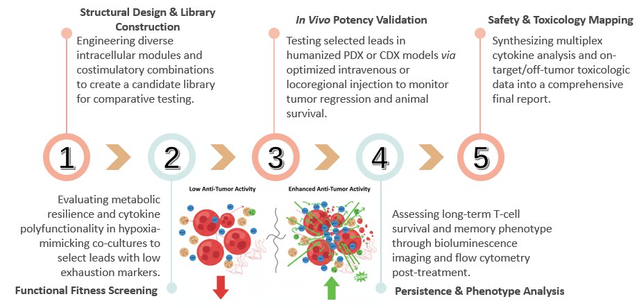 Workflow of CAR-T Cell In Vivo Anti-Tumor Activity Enhancement. (Creative Biolabs Original)