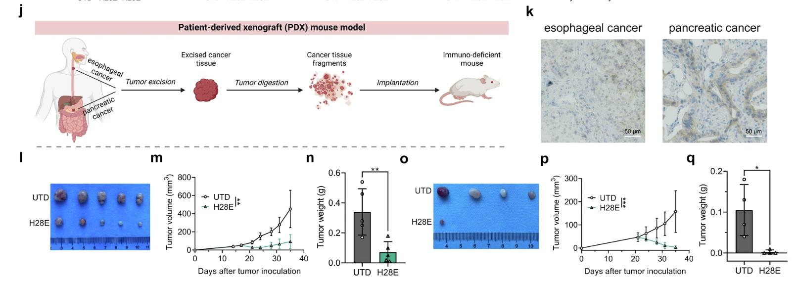 Fig.1 A CAR bearing a novel intracellular module potentiates T cell-mediated antitumor effects. (OA Literature)