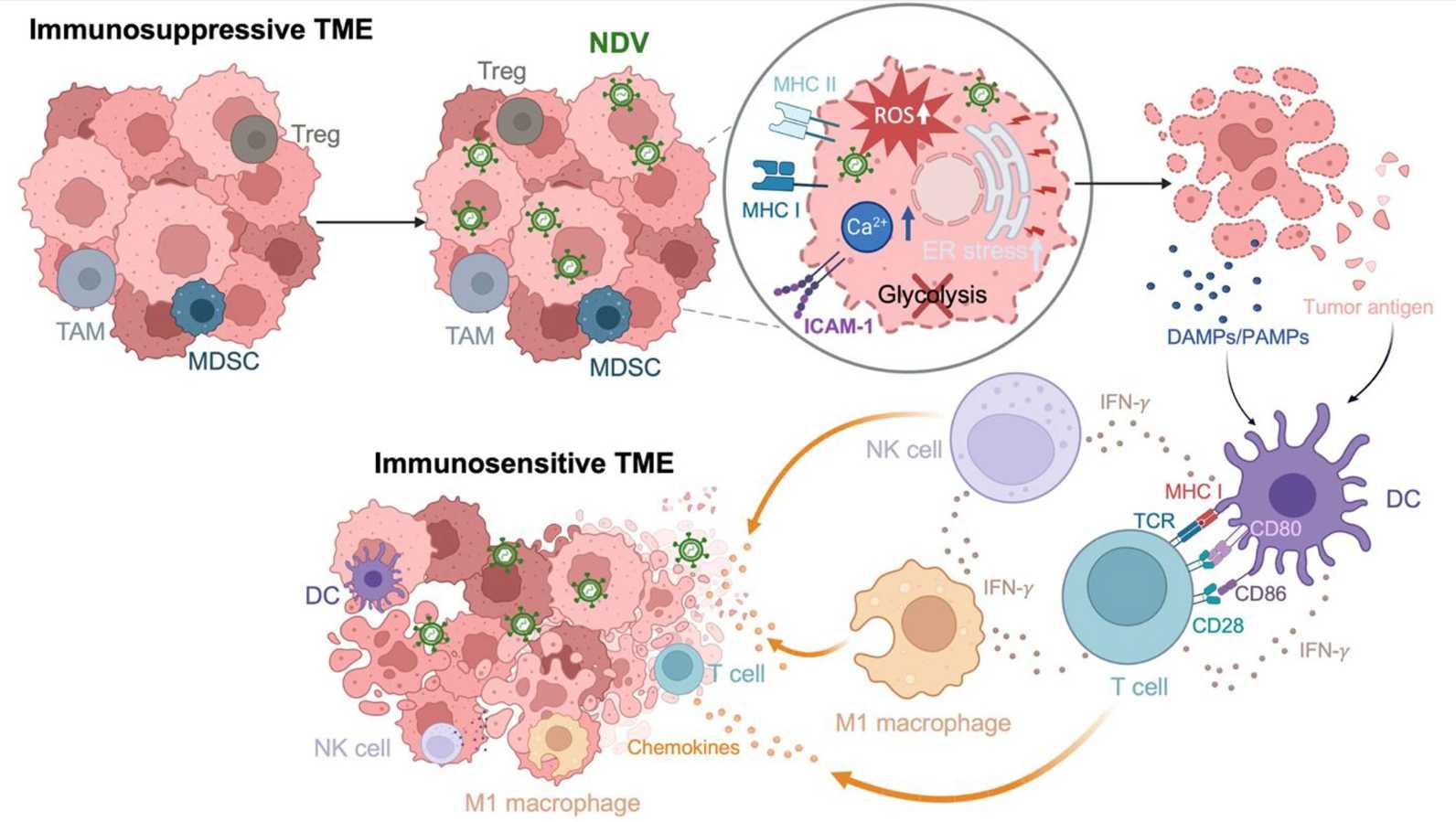 Fig.1 The antitumor effect of lysing cancer cells and mediating tumor suppression. (OA Literature)