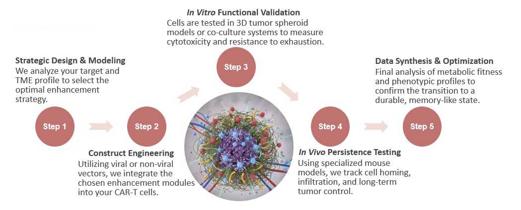Workflow of CAR-T Cell Tumor Microenvironment Activity Enhancement. (Creative Biolabs Original).
