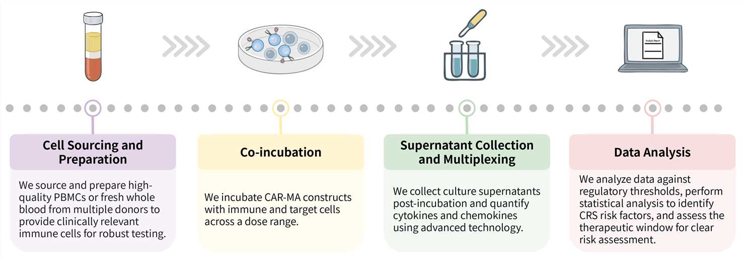 Workflow of CAR-MA cytokine release assay service. (Creative Biolabs Original)