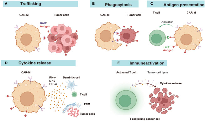 Harnessing the diverse antitumor mechanisms of CAR-Macrophages. (OA Literature)