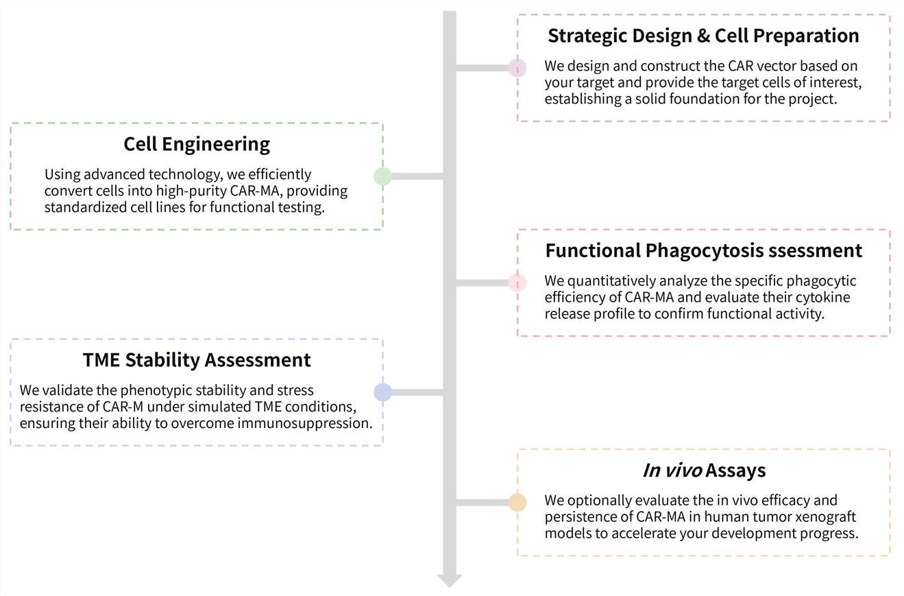 Workflow of CAR-MA assays. (Creative Biolabs Original)