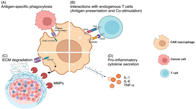 The mechanisms of CAR-Macrophages in treating solid tumor immunotherapy. (OA Literature)