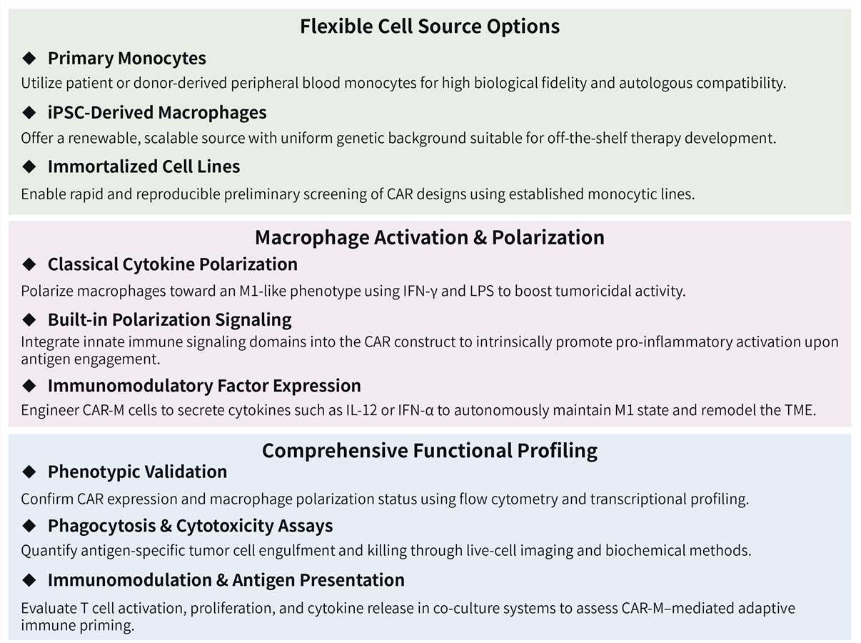 Featured services of CAR-MA design and construction. (Creative Biolabs Original)
