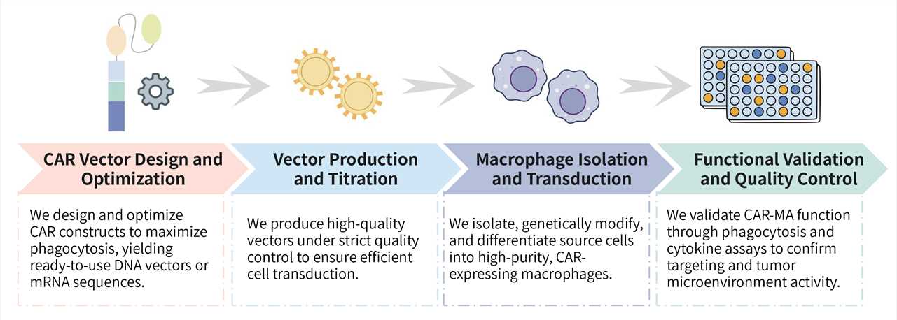 Workflow of CAR-MA design and construction. (Creative Biolabs Original)