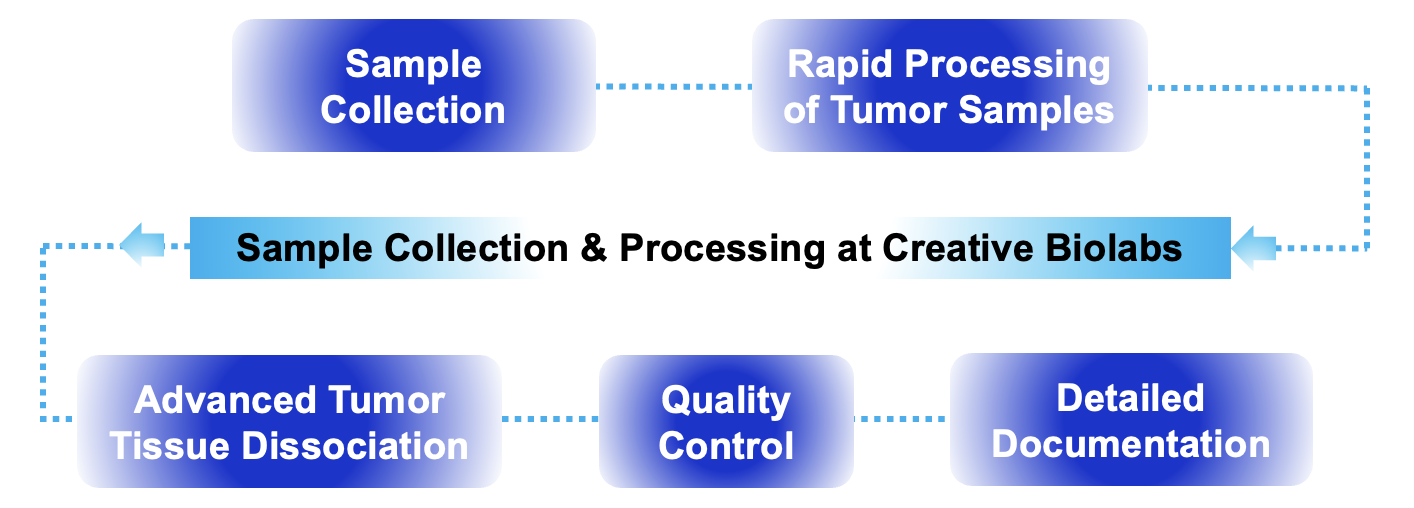 Fig.2 Process. (Creative Biolabs Original)