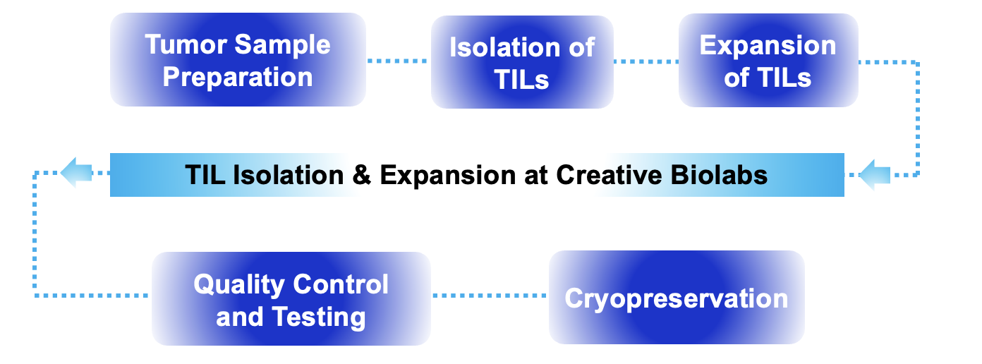 Fig.2 Process. (Creative Biolabs Original)