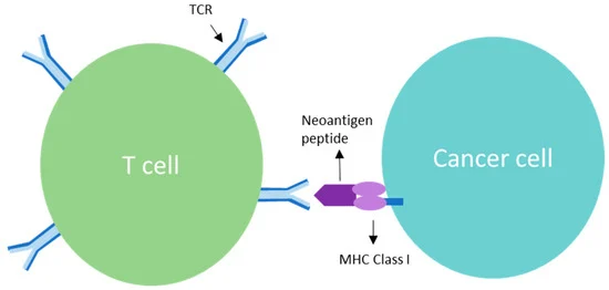 Fig.1 Neoantigen.