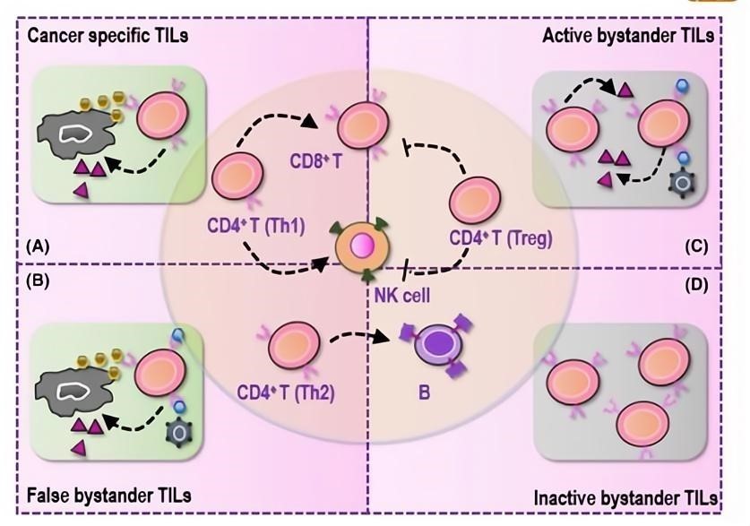 Fig.1 Different tumor-infiltrating lymphocytes.