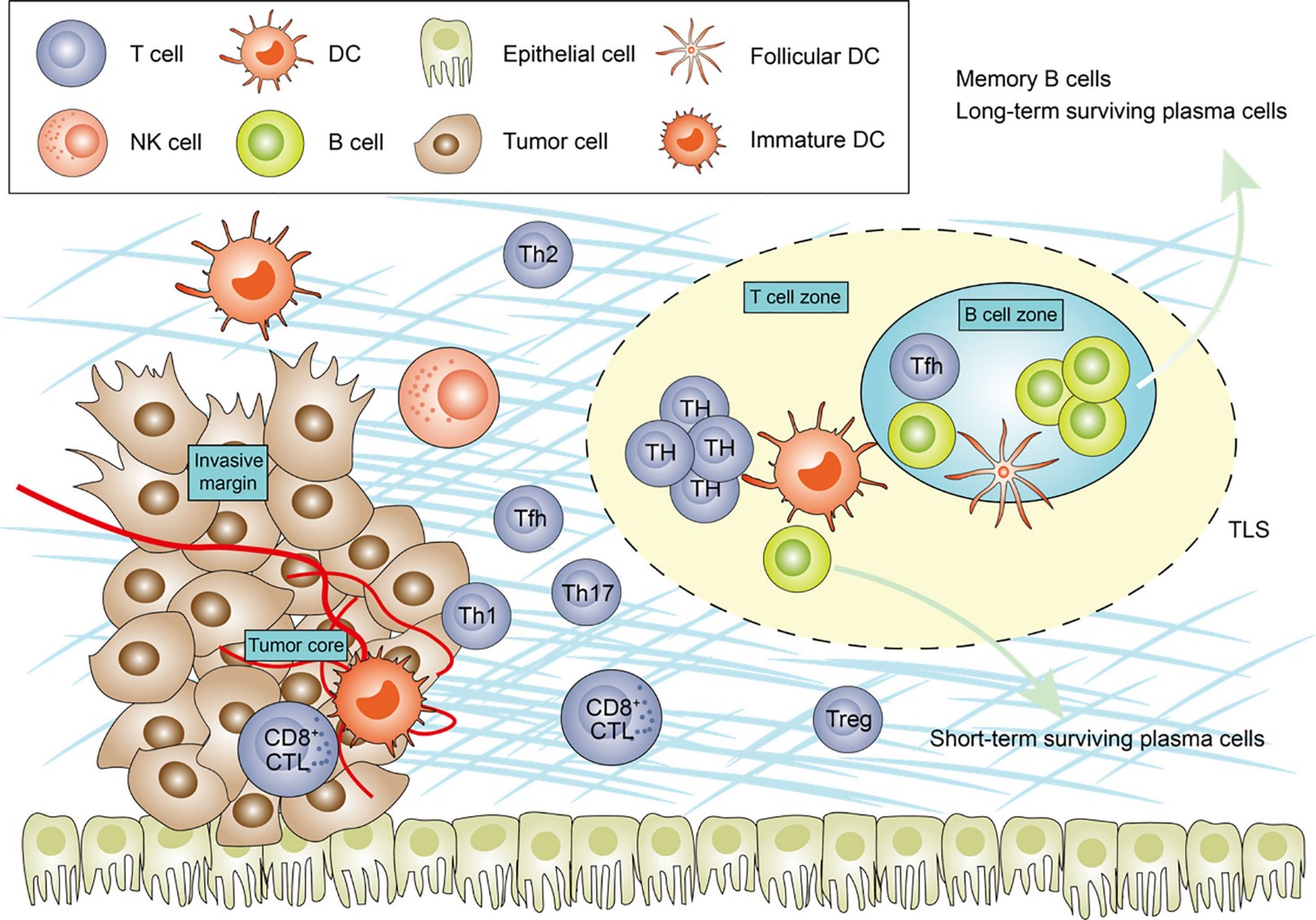 Fig.1 The tumor-infiltrating lymphocytes in the tumor environment.