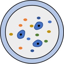 Fig.1 Various cytokines release. (Creative Biolabs original)