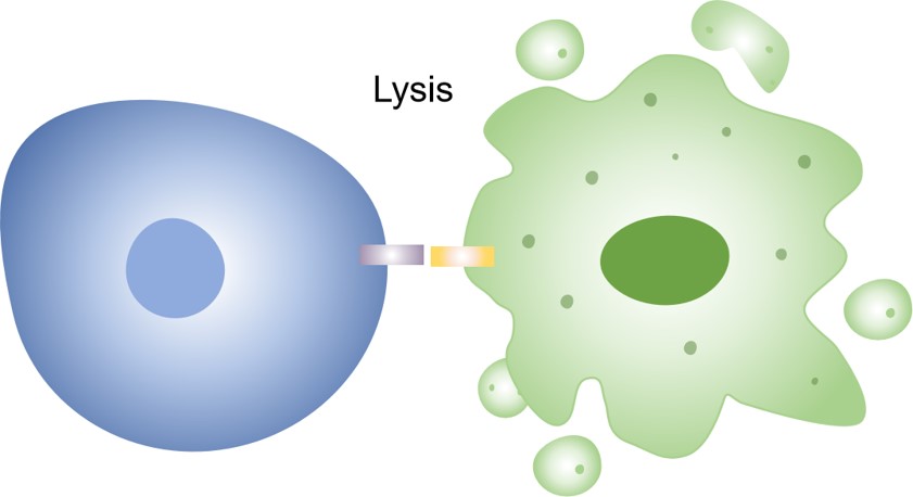 Fig.1 Expanded TIL cytotoxicity assay. (Creative Biolabs original)