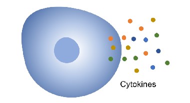 Fig.2 Expanded TIL cytokine release assay. (Creative Biolabs original)