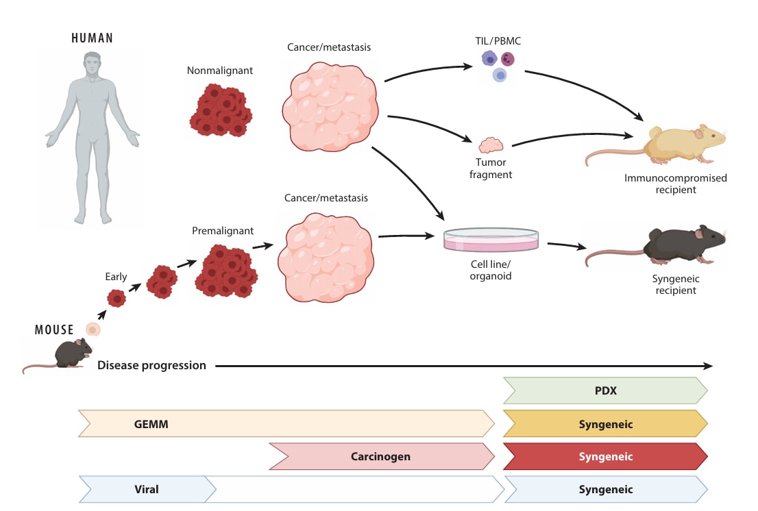 Fig.1 Animal models for cancer.