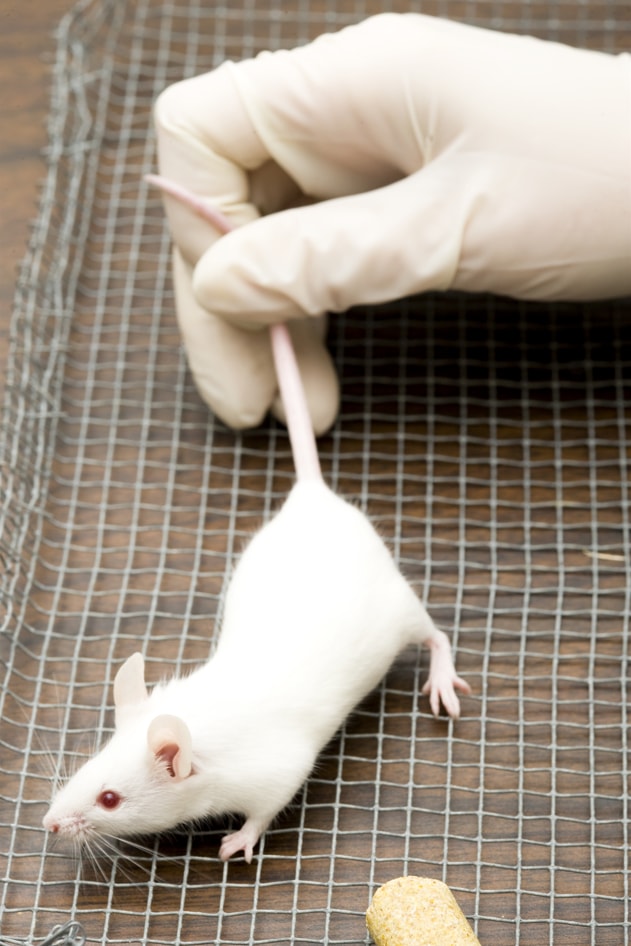 Fig.1 A model mouse. (Creative Biolabs Original)