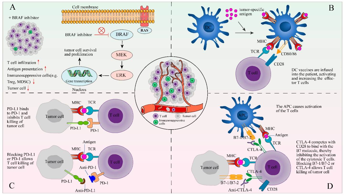 Fig.1 The combination of TIL therapy and other therapies.