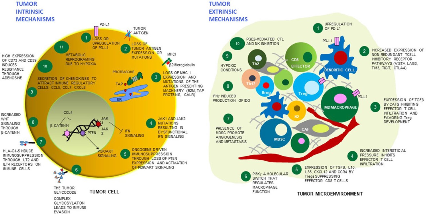 Fig.1 Tumor cell intrinsic and extrinsic mechanisms of resistance to immunotherapies.