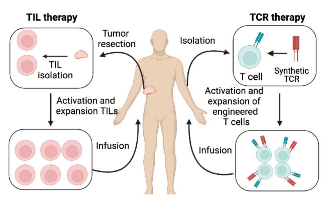 Fig.1 Model showing TIL therapy and TCR therapy.