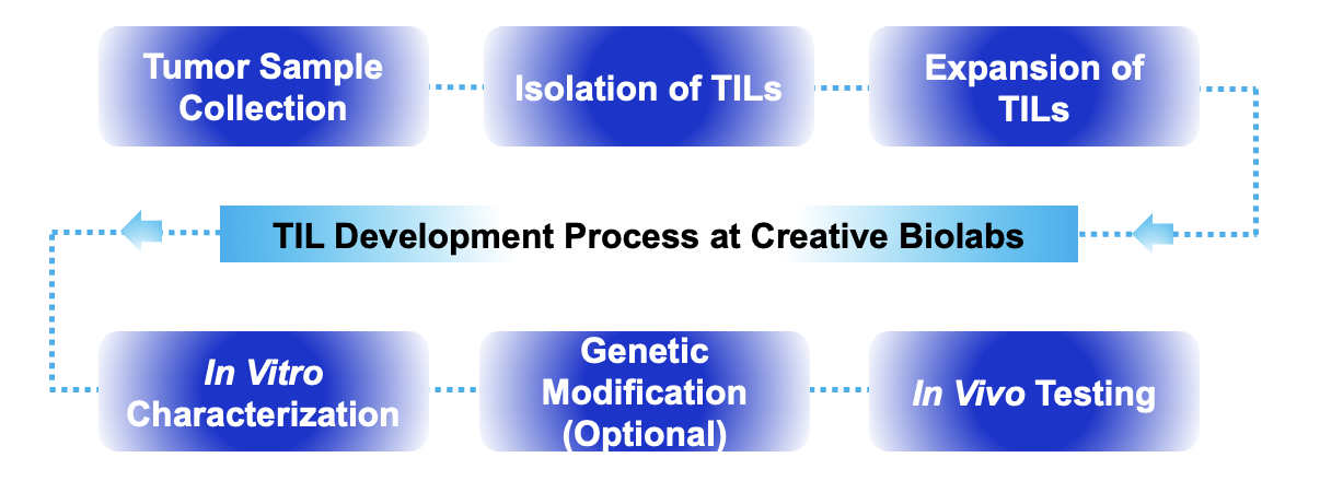 Fig.1 Process. (Creative Biolabs Original)