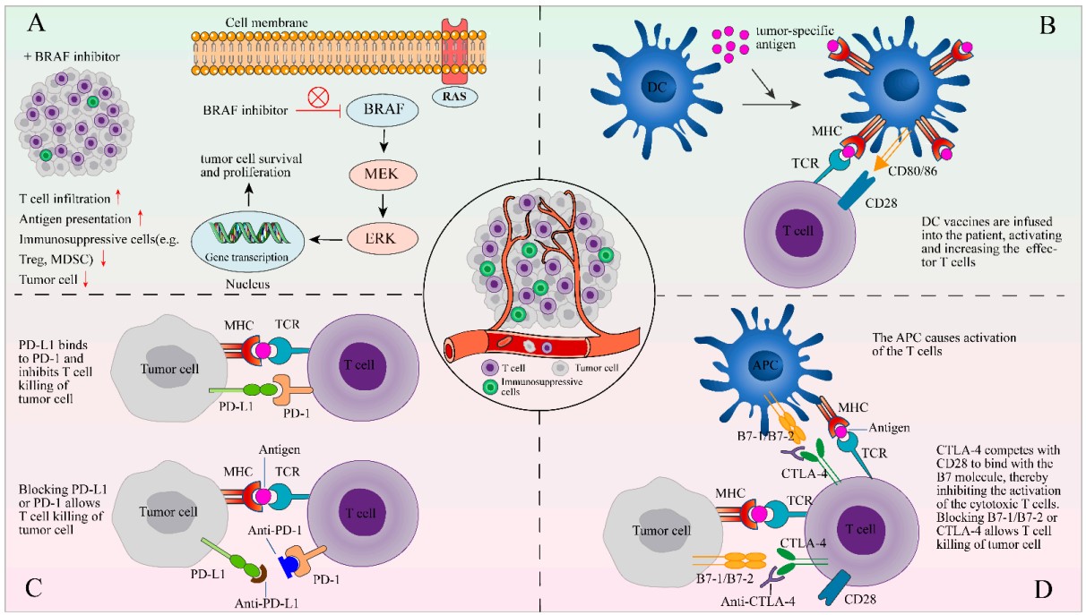 Fig.1 Combination of TIL therapy with other therapies. (Zhao, Yueshui, et al., 2022)