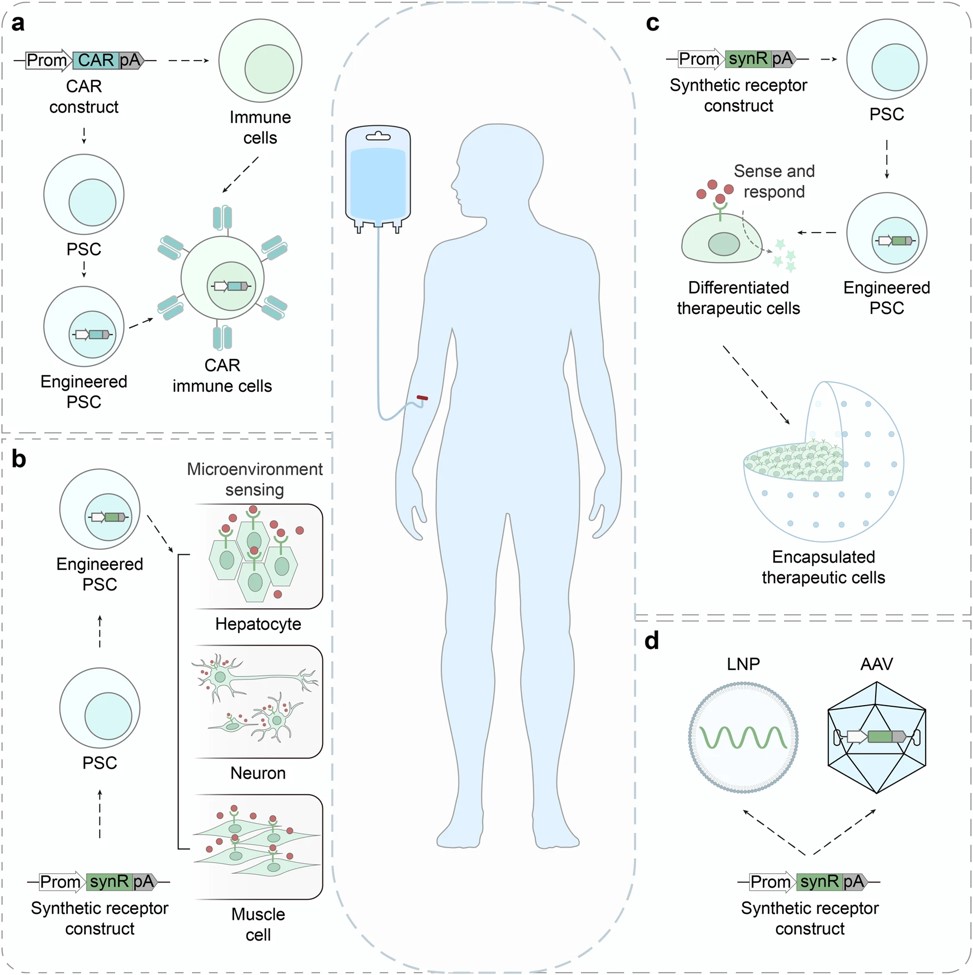 Fig.1 Possible therapeutic applications of synthetic receptors. 