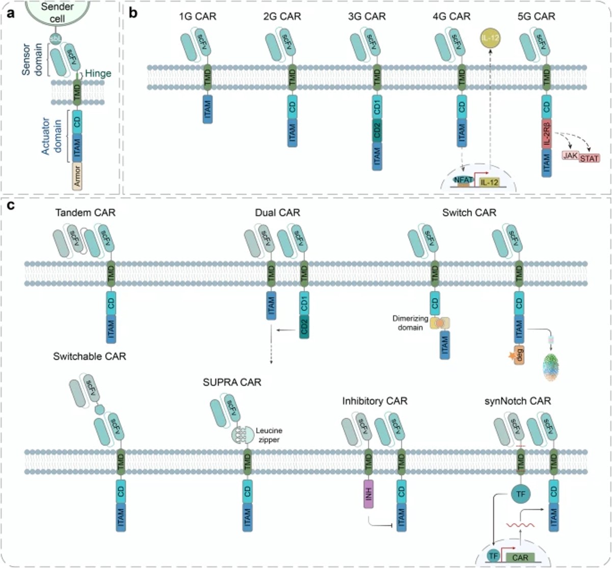 Fig.3 Design and engineering of the chimeric antigen receptor (CAR). 
