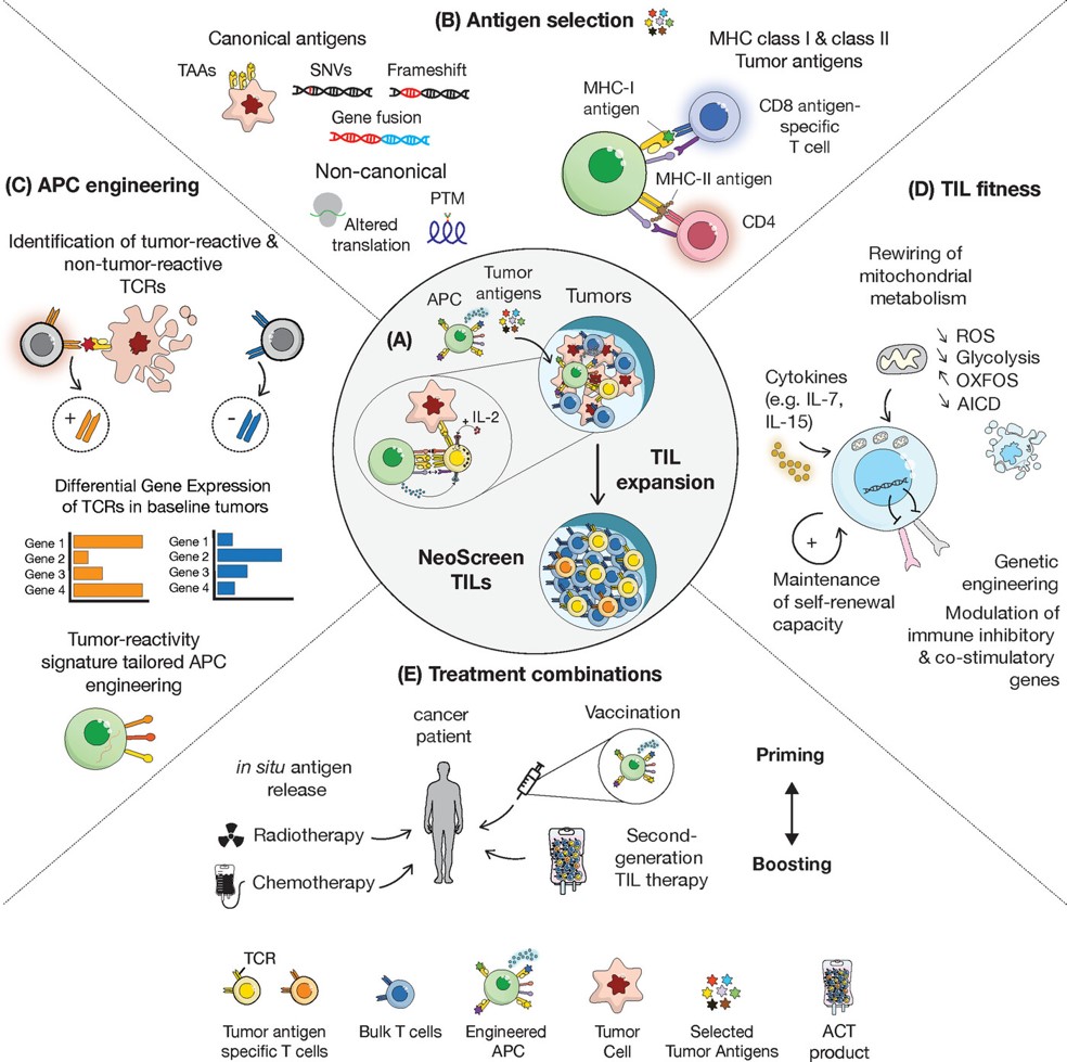 Fig.1 Next-generation tumor-infiltrating lymphocyte (TIL) therapy.