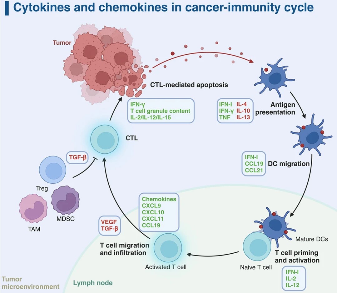 Fig.1 Cytokine dynamics in the cancer-immunity cycle.