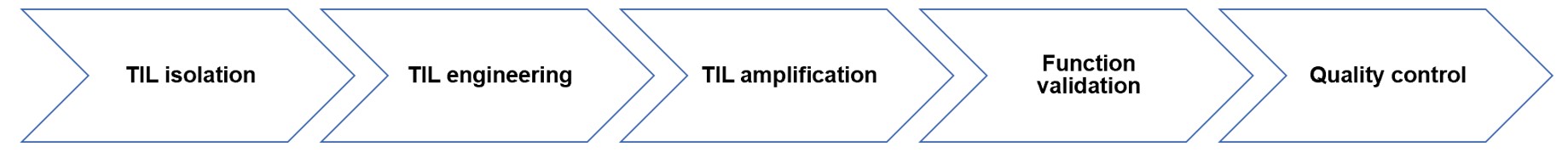 Fig.2 Service process. (Creative Biolabs Original)