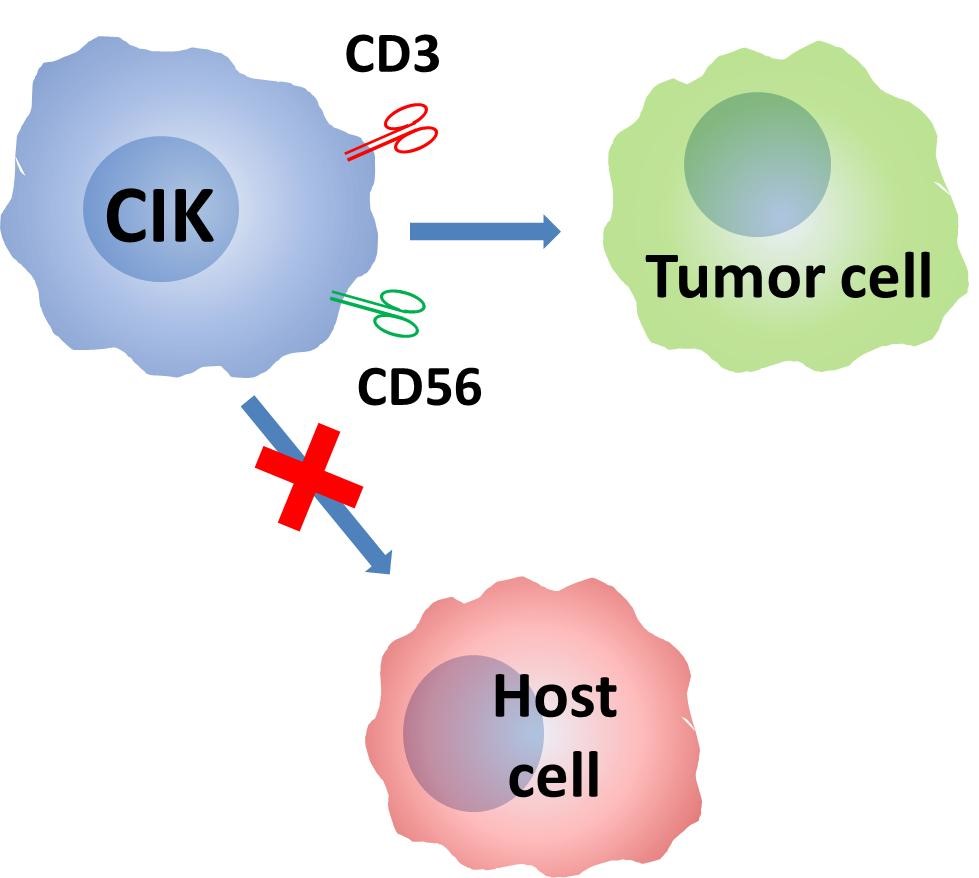 A schematic picture of CIK therapy.