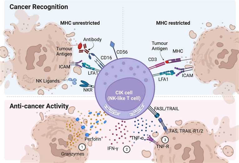 Anti-cancer mechanisms of CIK therapy.
